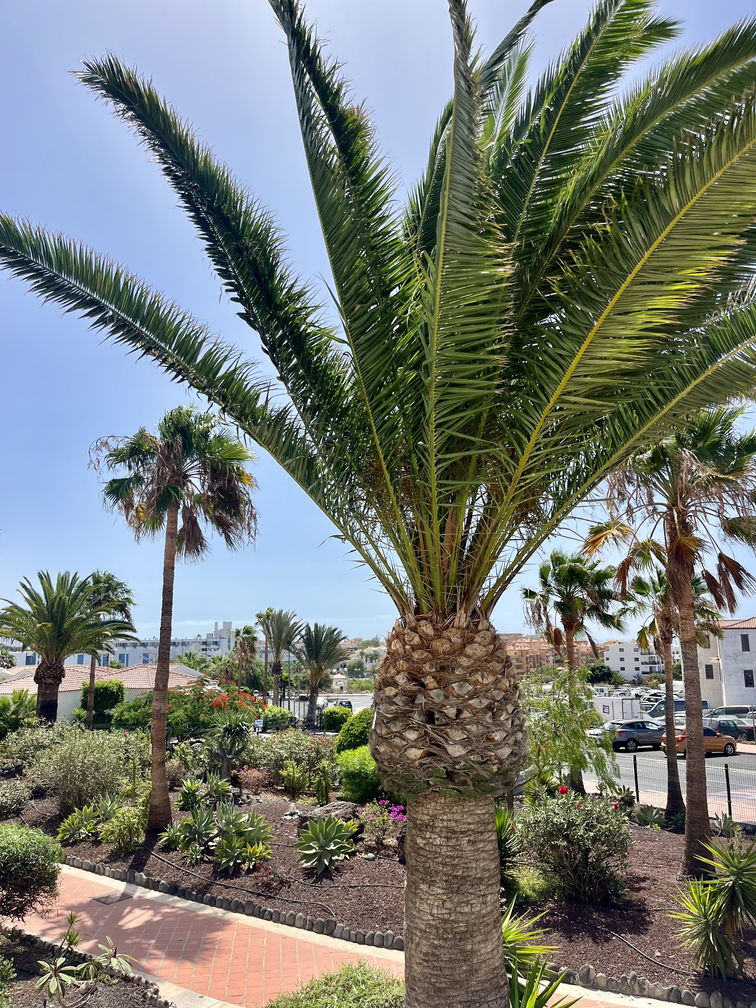 Magnificent Augusta Park Amarilla Golf Apartment outside 2