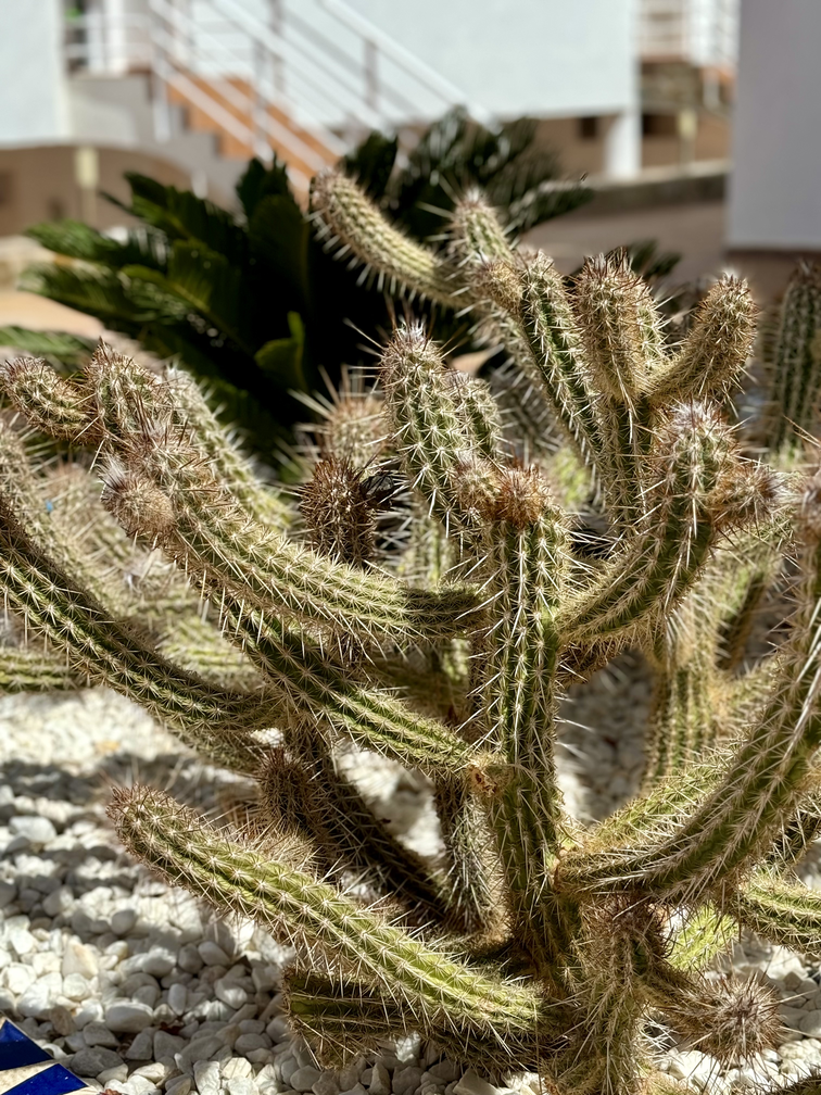 Costa_Adeje_Charming_Renovated_Apartment_tenerife_cactus