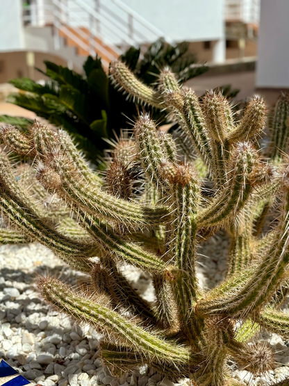 Costa_Adeje_Charming_Renovated_Apartment_tenerife_cactus