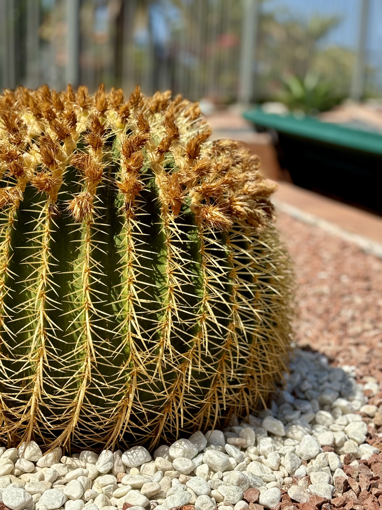 Costa_Adeje_Charming_Renovated_Apartment_tenerife_cactus_view