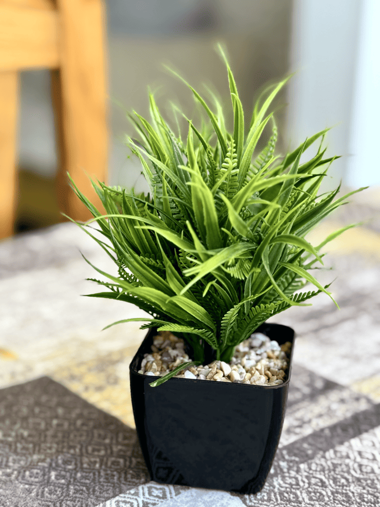 Heart_of_Las_Americas_Charming_Beach_Apartment_Tenerife_House_Plant