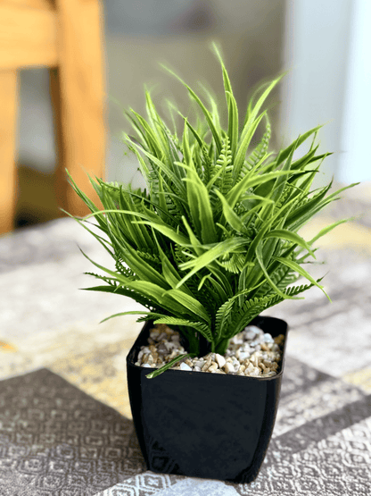Heart_of_Las_Americas_Charming_Beach_Apartment_Tenerife_House_Plant