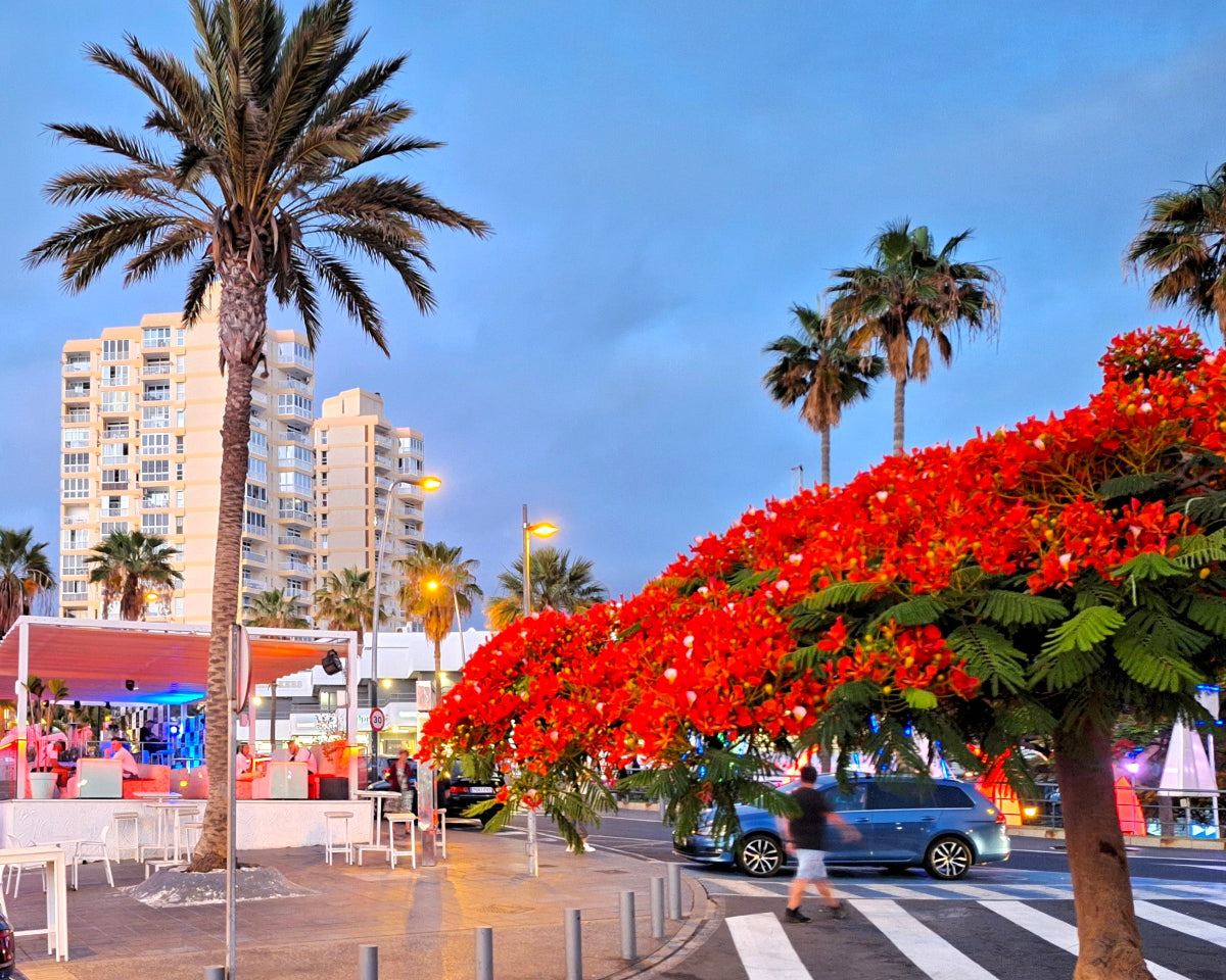 Ocean_Panorama_Apartment_in_Playa_de_Las_Americas_Tenerife_surroundings_nightlife